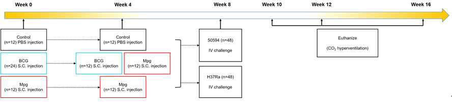 마우스에 TSM 면역 및 challenge (H37Ra 및 M. abscessus subsp. bolletii) 스케줄 모식도