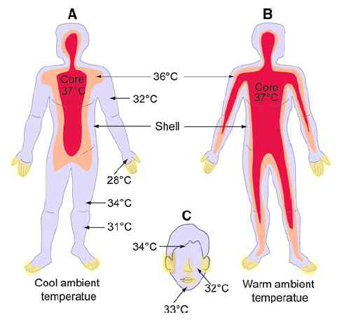 표피에서 체내로의 체온 구배를 도식화한 그림
