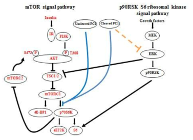 PKD1의 isoform들과 Akt/mTOR/p70S6K/S6와 ERK/p90S6K/S6 관계