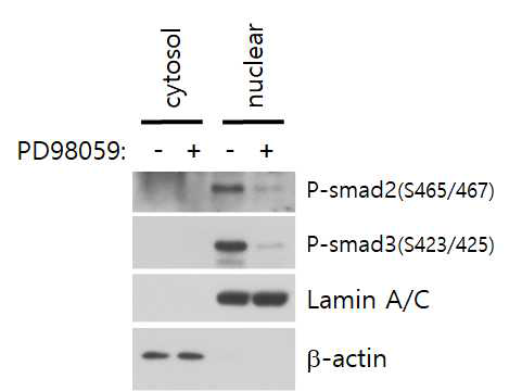 MEK1 저해제 PD98059 처리 후 cytosol/nuclear fraction 하여 smad2/3 인산화 변화 확인. lamin A/C: nuclear marker, β-actin: cytosol marker