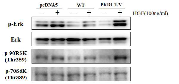 claeved PC1과 uncleaved PC1이 과발현되는 IMCD 세포에 HGF 처리한 후 ERK/p90R나/p70S6K 인산화 조사