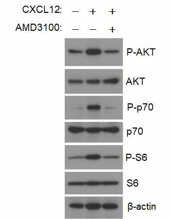 낭종 세포주에 CXCR4의 antagonist 인 AMD3100을 처리한 경우 CXCL12에 의한 mTOR (p70/S6) 신호전달 체계의 변화 조사