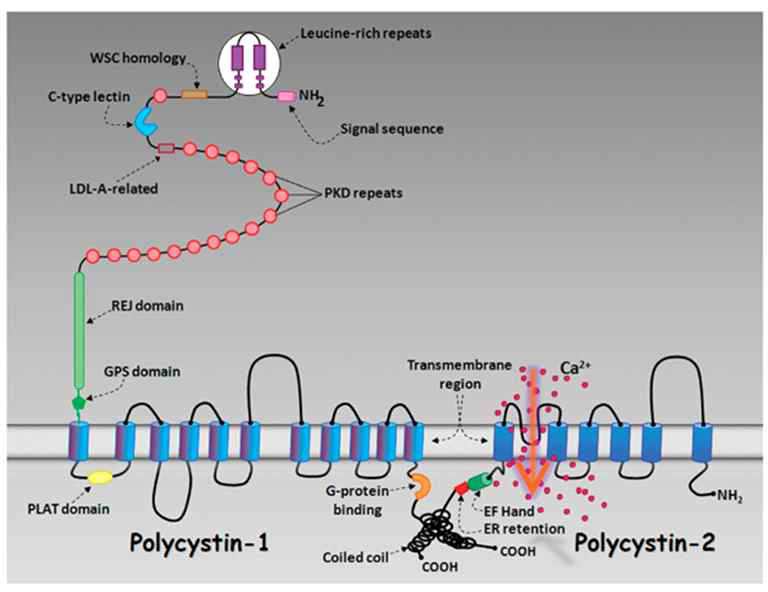 Polycystin-1과 polycystin-2의 단백질 구조와 domain들. C-terminal 부위의 coiled-coil domain을 통하여 상호결합을 함 (J Med Biol Res, 2011)