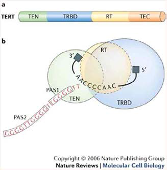 Telomerase reverse transcriptase (TERT)