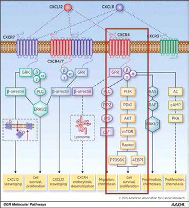 CXCL12/CXCR4/7 신호 전달체계의 여러 관계 중에 mTOR 신호전달체계와의 연관성 (붉은 박스)