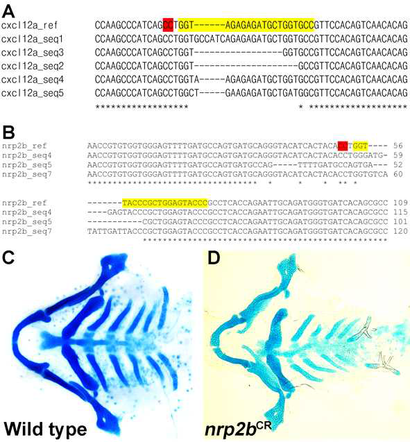 cxcl12a 및 nrp2b 돌연변이 제작과 nrp2b 기능상실 돌연변이 표현형