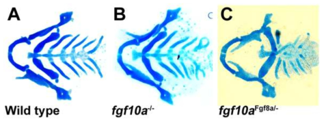 fgf10a 유전자위에 fgf8a knock-in에 의한 fgf10a 돌연변이 표현형의 복구 분석