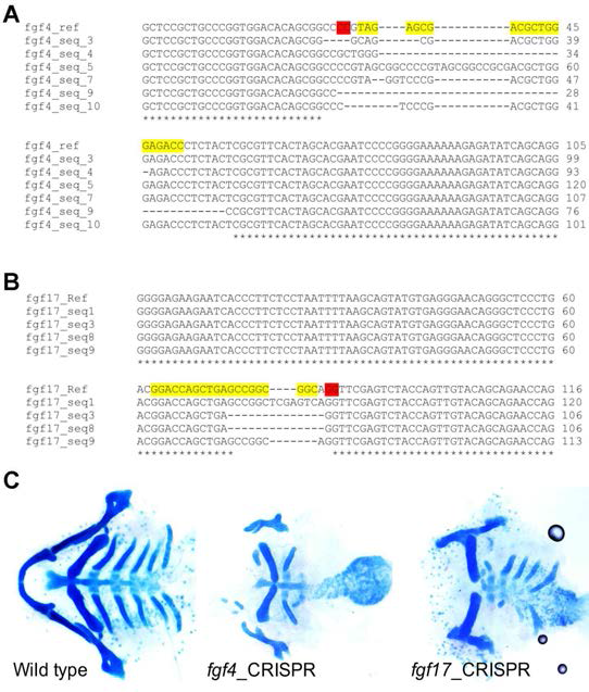 CRISPR/Cas9 유전자편집 기술을 이용한 fgf4, fgf17 돌연변이 동물제작