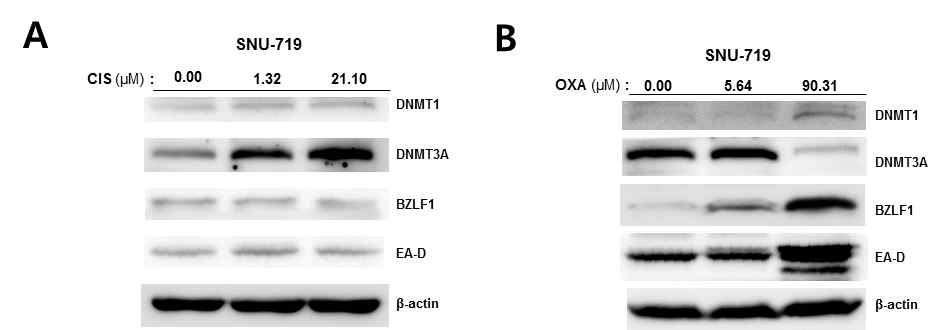 (A) Cisplatin 농도별 처리에 따른 DNMT단백질과 EBV-증식성 재활성화 단백질의 발현 변화. (B) Oxaliplatin 농도별 처리에 따른 DNMT단백질과 EBV-증식성 재활성화 단백질의 발현 변화