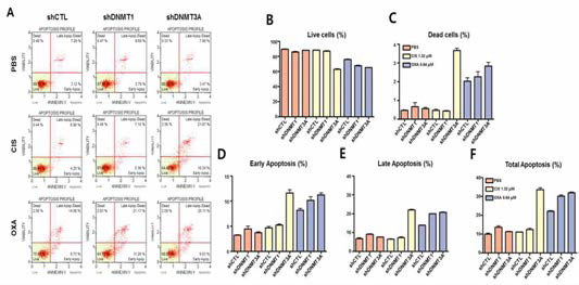 FACs를 이용한 세포사멸을 분석함. EBV-양성 위암 세포주와 DNMT1, DNMT3A의 발현이 감소된 EBV-양성 위암세포주에 저농도의 Cisplatin, Oxaliplatin 처리에 따른 세포사멸정도를 분석