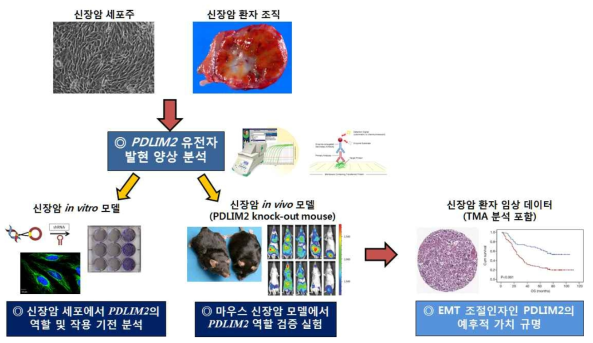 신장암에서 상피간엽이행 조절 장애의 핵심 표적인자 발굴 연구의 개요