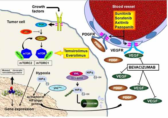 신장암 표적 치료제의 작용 기전