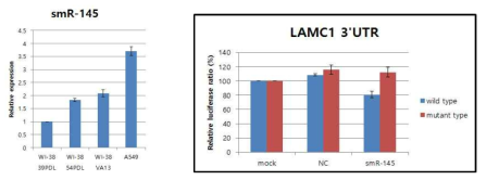 신규 마이크로RNA인 smR-145의 발현 양상 및 후보 표적 유전자