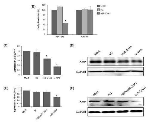miR-CHA1과 표적 유전자인 XIAP 사이의 조절 네트워크. (B) miR-CHA1이 XIAP의 3`-UTR에 직접적으로 결합함을 루시퍼레이즈 어세이로 증명함. (C-D) miR-CHA1의 과발현은 인위적인 XIAP 유전자의 RNA 간섭효과와 유사하게 위 결과에서 XIAP 유전자 및 단백질 발현을 저해함. (E-F) miR-CHA1의 억제제를 도입시 XIAP의 발현에 크게 영향을 미치지 않음