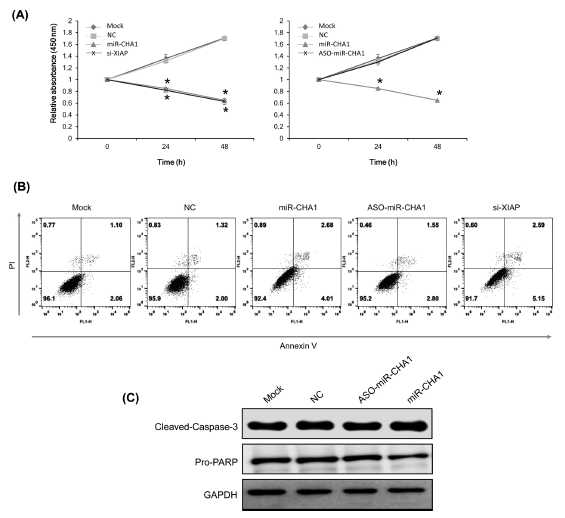 miR-CHA1의 증식능 억제 및 세포사멸 유도에 관련된 결과. (A) XTT 어세이법으로 확인한 폐암 세포주에서 miR-CHA1의 증식능 억제 결과 (B) FACS법으로 miR-CHA1이 실제 세포 사멸에 연관되어 있는지 확인한 실험 결과. 대조군에 비해 약 2배 정도 상승한 결과를 도출함 (C) miR-CHA1에 의한 XIAP 저발현이 Caspase3와 PARP의 신호 전달에 미치는 영향을 웨스턴블랏법으로 확인함. 각각 대조군에 비해 약간의 발현 상승된 패턴을 보여줌