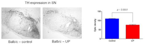 UP 노출 후의 흑체(Substantia niagra)부위에서의 파킨슨질환 관련 단백질의 발현(대조군과 노출군 각각 3마리)