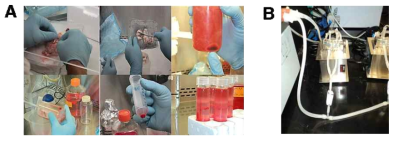 BMEC 추출과정(A) 및 cell side-by-side cell permeability test(B)