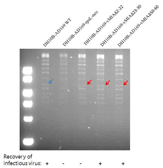 vMIA mutant를 발현하는 recombinant HCMV 제작