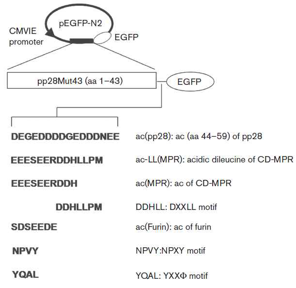 HCMV pp28 chimeric proteins 제작