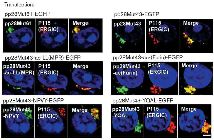 HCMV pp28 chimeric proteins의 세포 내 위치