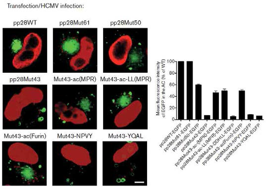 Transient transfection된 HCMV pp28 chimeric proteins의 HCMV 감염 후 세포 내 위치