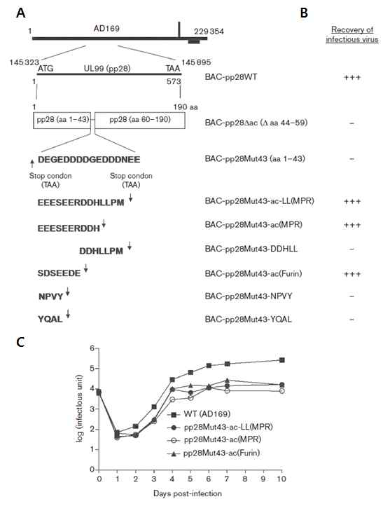pp28 chimeric protein을 발현하는 recombinant HCMV 제작 및 증식도 분석