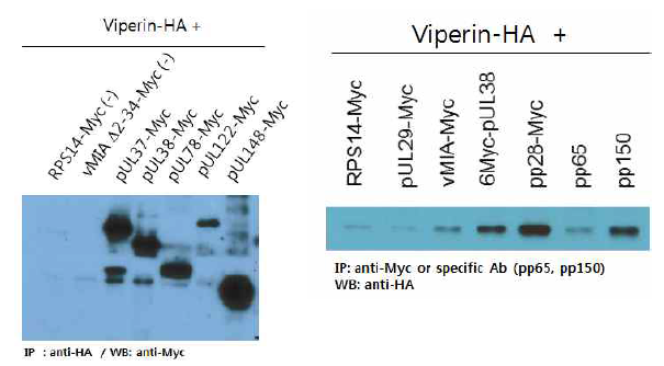 Mammalian 세포에서 viperin과 HCMV 단백질의 상호작용 검증