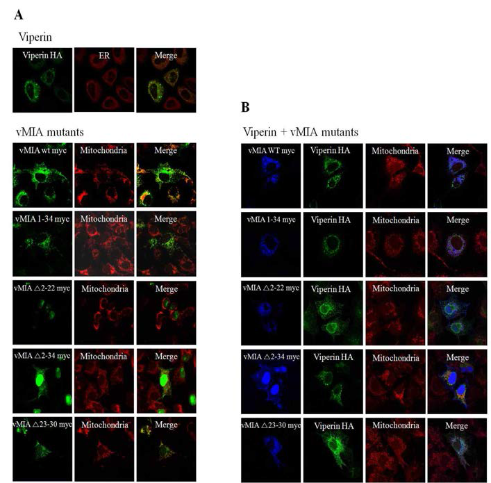 Viperin과 vMIA N-terminal domain (aa 23-30)의 상호작용에 따른 미토콘드리아로의 이동