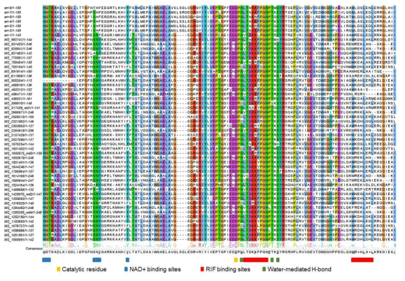 리파마이신 계열의 항생제 내성 관련 유전자의 서열 분석 결과