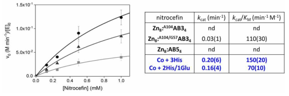 인공 금속막단백질을 이용한 베타-락탐 가수분해로서의 반응성 측정과 비교