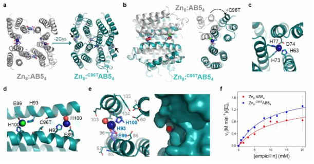 C96T 변형체 합성후 AB5 단백질의 구조와 반응성의 변화