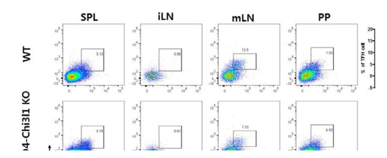 T 세포 특이적 Chi3l1 유전자 적중 쥐에서의 감소된 TFH