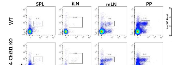 T 세포 특이적 Chi3l1 유전자 적중 쥐에서의 감소된 경향의 GC B 세포 분포