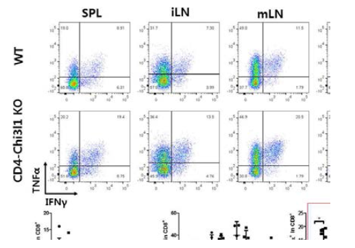 T 세포 특이적 Chi3l1 유전자 적중 쥐 CD8 T 세포에서의 증가된 IFNg, TNFa 발현