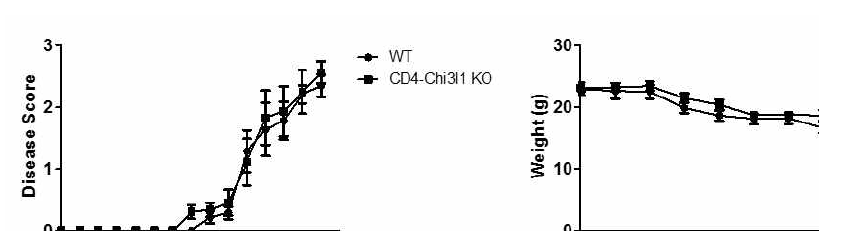 T 세포 트이적 Chi3l1 결핍에 의한 EAE 조기 발병 및 체중 저하 추이