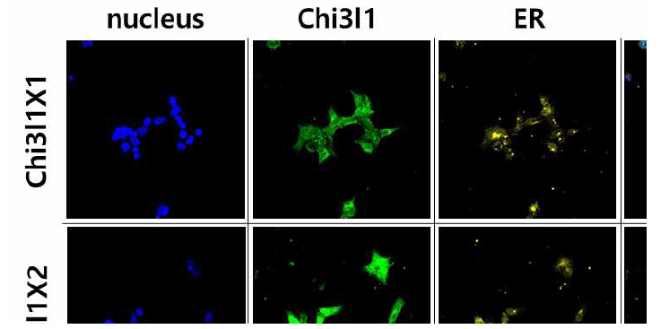 Chi3l1 단백질의 세포내 위치 (ER 염색)