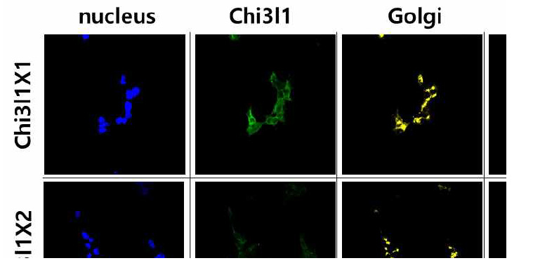 Chi3l1 단백질의 세포내 위치 (Golgi body 염색)