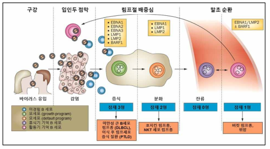 EBV 잠재형과 종양발병