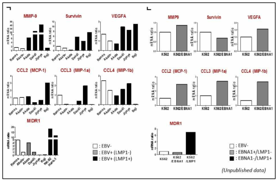 EBV 연관 림프종 세포주에서의 mRNA 발현 비율