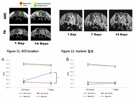 Rat MCAO 모델에서의 Treadmill exercise 후 rFA의 변화. (A) 각 그룹의 peri-infarct region에서의 rFA의 변화. (B) 각 그룹의 ischemic core에서의 rFA의 변화. Ischemia 후 Reperfusion time은 24시간 또는 7일을 주었음. 통계적 유의성은 *P < 0.05 이었으며, sample t-test에 대하여 독립적으로 나타남