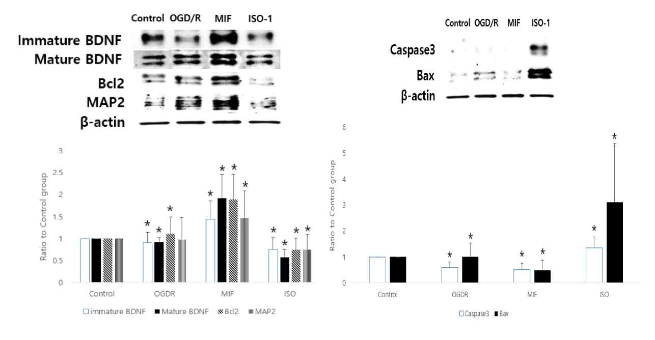 Immature BDNF (Pro-BDNF), Mature BDNF, Bcl2, MAP2, Caspase3 and Bax expression levels of neuroblastoma cells from western blot. (A) The expression levels of immature and mature BDNF, Bcl2 and MAP2 in MIF group were significantly increased than other groups and (B) the expression levels of Caspase3 and Bax in MIF group were significantly decreased than other groups. The opposite results were obtained in the ISO-1 group. The representative bands of each groups in western blot are presented. *p<0.05 in post-hoc analysis