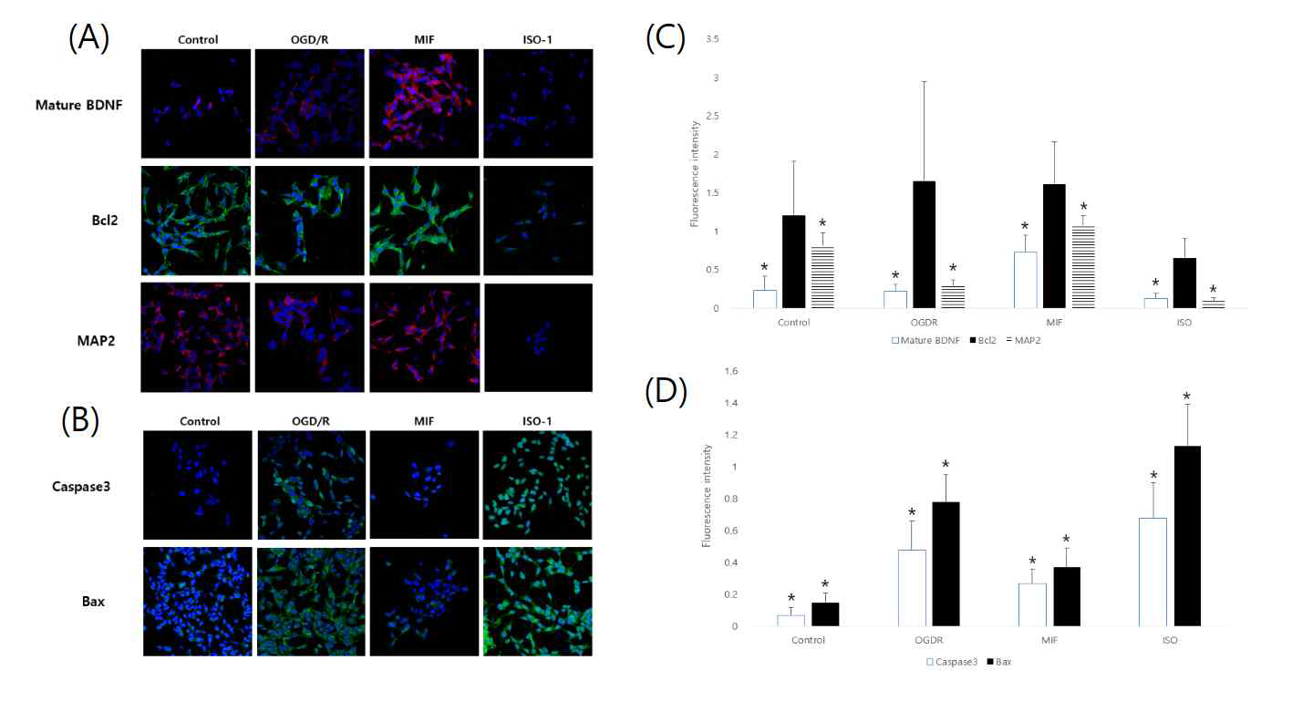 The findings of neuroblastoma cells with mature BDNF, Bcl2, MAP2, Caspase3 and Bax fluorescent staining from immunocytochemistry. (A and B) The expression levels of mature BDNF and MAP2 in MIF group were significantly increased than other groups. Although not statistically significant, the expression level of Bcl2 tend to be increased in MIF group and decreased in ISO-1 group. (C and D) The expression levels of Caspase3 and Bax in MIF group were significantly decreased than other groups. The opposite results were obtained in the ISO-1 group. The representative results of each groups in immunocytochemistry are presented. *p<0.05 in post-hoc analysis, BDNF; red staining in ICC, Bcl2; green staining in ICC, MAP2; red staining in ICC, Caspase3 and Bax; green staining in ICC, DAPI; blue staining in ICC