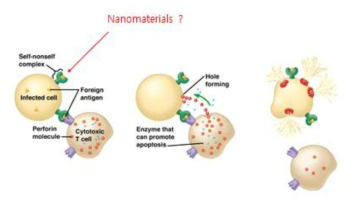 나노 물질의 membrane attack complex(MAC)작용