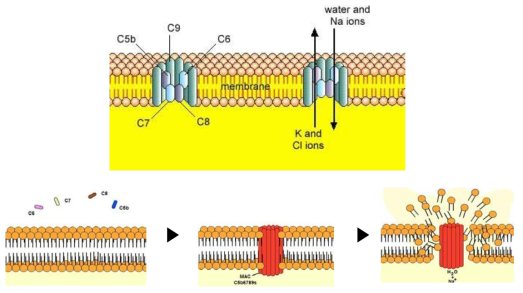 막공격복합체(Membrane attack complex; MAC)구조 및 세포막 공격과정