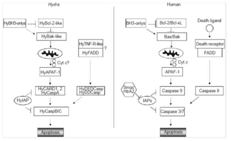 인간과 비교한 히드라의 MAC 시스템 작용에 의한 apoptosis의 비교 작용