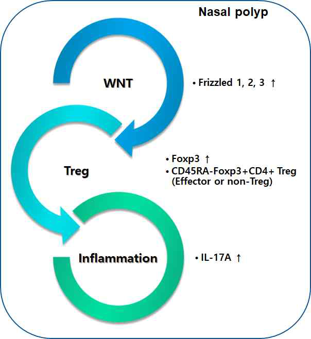 비강 폴립에서의 Wnt-Treginflammation의 관계 모식도