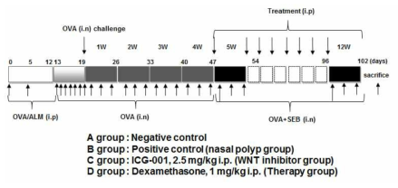 비강 폴립 마우스(CRSwNP) 질환 모델에서 WNT 억제제, ICG-001의 효과 확인을 위한 실험 프로토콜