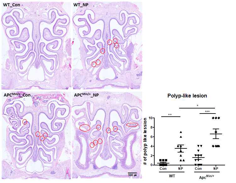 ApcMin 마우스에서 유도된 비강 폴립