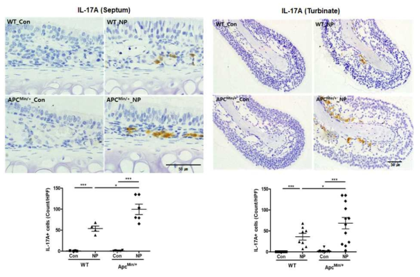 Apc min 마우스에서 비강 폴립 유도 코 조직 septum(좌)과 turbinate(우)의 IL-17 발현