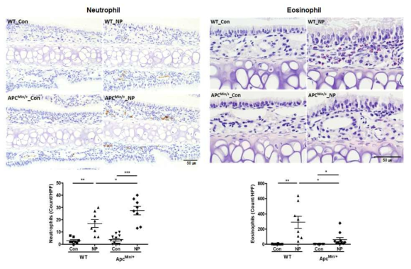 Apc min 마우스에서 비강 폴립 유도 코 조직 neutrophil(좌)과 eosinophil(우)의 침윤 분석